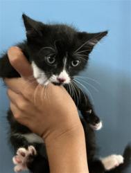 Shelter Stray Female Cat last seen N SIERRA WAY X E 30TH ST, 333 Chandler Pl, San Bernardino, CA 92408, USA