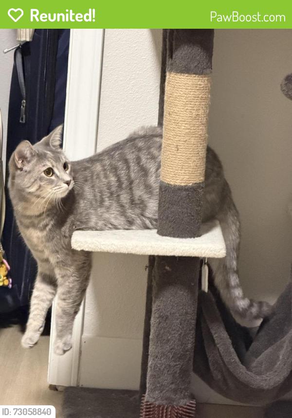 Reunited Female Cat last seen Guardino Dr, Fremont, CA 94538