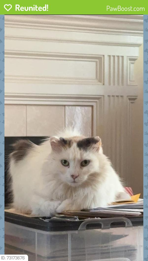Reunited Female Cat last seen Pine Dr, Raleigh, NC 27606