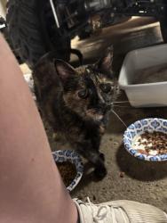Found/Stray Unknown Cat last seen Royal Ave, Royal Oak, MI 48073