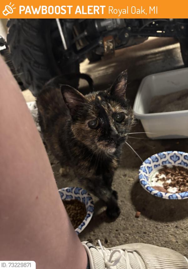 Found/Stray Unknown Cat last seen Royal Ave, Royal Oak, MI 48073