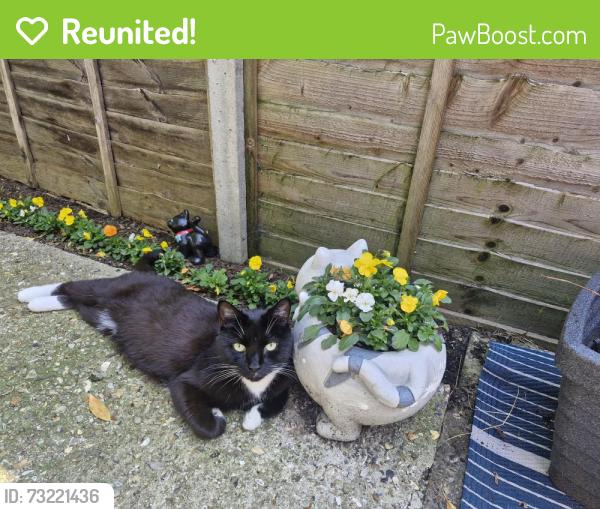 Reunited Male Cat last seen Bramford road, ipswich, Suffolk, England 