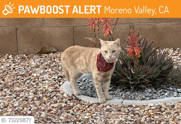 Found/Stray Male Cat last seen Gentian Avenue and La Barca Way, Moreno Valley, CA 92551