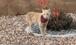 Found/Stray Male Cat last seen Gentian Avenue and La Barca Way, Moreno Valley, CA 92551