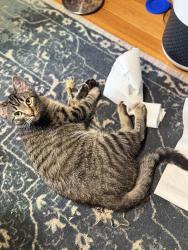 Lost Male Cat last seen His AirTag last broadcast right by Ephemeral Taproom, Denver, CO 80205