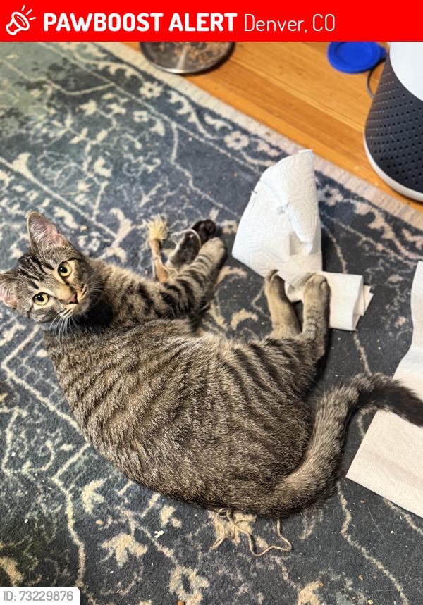 Lost Male Cat last seen His AirTag last broadcast right by Ephemeral Taproom, Denver, CO 80205