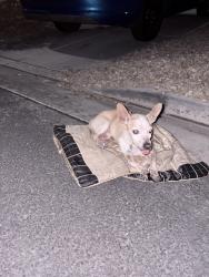 Found/Stray Male Dog last seen Theme/ salmon mountain, Whitney, NV 89122