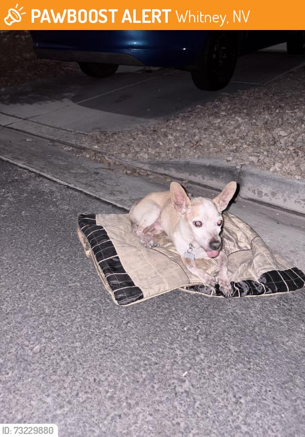 Found/Stray Male Dog last seen Theme/ salmon mountain, Whitney, NV 89122
