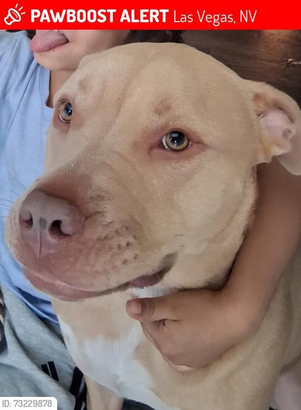 Lost Male Dog last seen Commanche Dr & Algonquin Cir . Behind the Boulevard Mall, Las Vegas, NV 89169