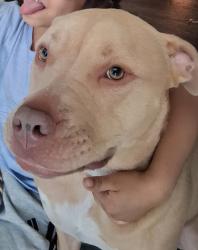 Lost Male Dog last seen Commanche Dr & Algonquin Cir . Behind the Boulevard Mall, Las Vegas, NV 89169