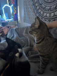 Reunited Female Cat last seen Near Arlington street east providence, East Providence, RI 02914