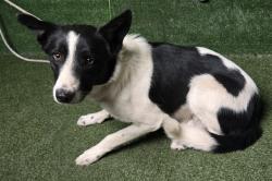 Shelter Stray Male Dog last seen , 5210 W Ave I, Lancaster, CA 93536, USA