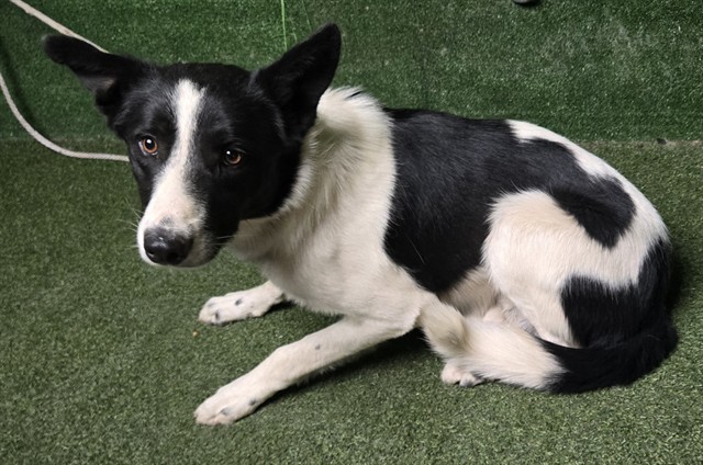 Shelter Stray Male Dog last seen , 5210 W Ave I, Lancaster, CA 93536, USA