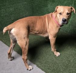 Shelter Stray Male Dog last seen , 5210 W Ave I, Lancaster, CA 93536, USA
