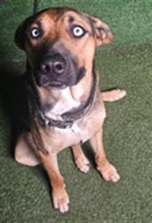 Shelter Stray Male Dog last seen , 5210 W Ave I, Lancaster, CA 93536, USA