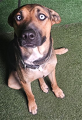 Shelter Stray Male Dog last seen , 5210 W Ave I, Lancaster, CA 93536, USA