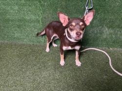 Shelter Stray Male Dog last seen , 5210 W Ave I, Lancaster, CA 93536, USA
