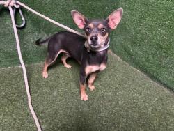Shelter Stray Male Dog last seen , 5210 W Ave I, Lancaster, CA 93536, USA