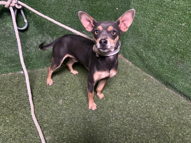 Shelter Stray Male Dog last seen , 5210 W Ave I, Lancaster, CA 93536, USA
