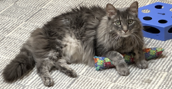 Reunited Male Cat last seen Near Essex Lane, Houston, TX 77027, Houston, TX 77027