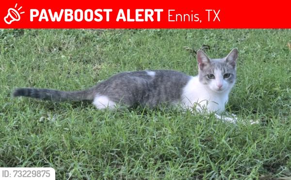 Lost Female Cat last seen North Sherman st Ennis Tx, Ennis, TX 75119