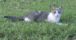 Lost Female Cat last seen North Sherman st Ennis Tx, Ennis, TX 75119