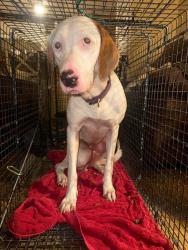 Reunited Male Dog last seen Ormond Beach near Grenada and Nova, Daytona Beach, FL 32124
