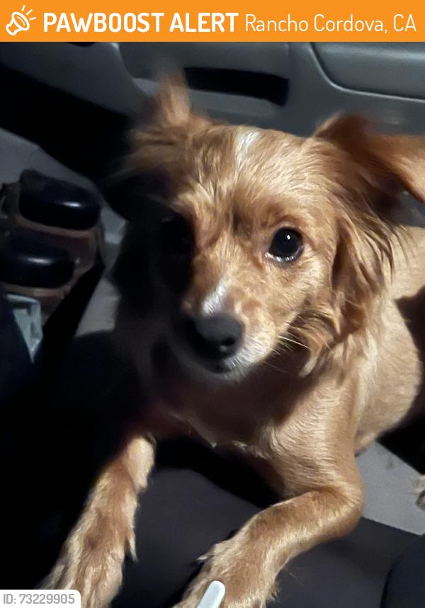 Found/Stray Female Dog last seen Ambassador Drive, Rancho Cordova, CA 95670