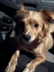 Found/Stray Female Dog last seen Ambassador Drive, Rancho Cordova, CA 95670