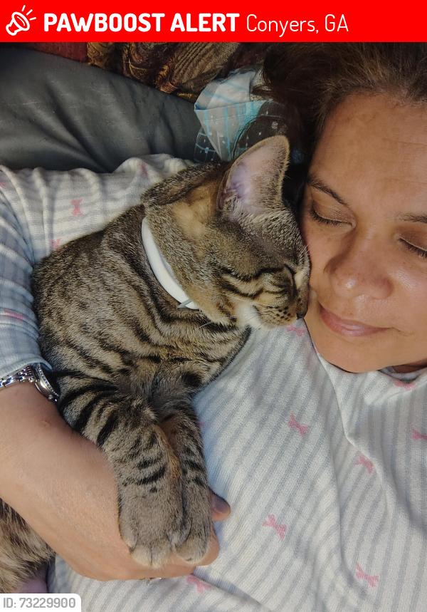 Lost Male Cat last seen Vaughn St SE con la que cruza de manera directa), Green St SE / SW, y Old Salem Rd SE s, Conyers, GA 30012