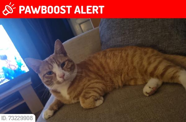 Lost Male Cat last seen Wf119dd, West Yorkshire, England WF11 9DD
