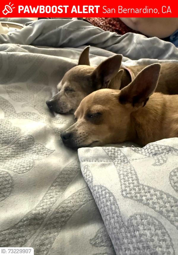 Lost Male Dog last seen Fst and hst, San Bernardino, CA 92407
