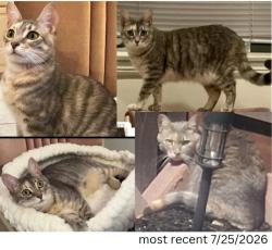 Lost Female Cat last seen Cambrian Park Neighborhood, San Jose, CA 95124