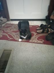 Reunited Male Cat last seen Missoula KOA, Missoula, MT 59808