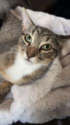 Lost Female Cat last seen 128th and Colorado, 128th and Bellaire, Thornton, CO 80602
