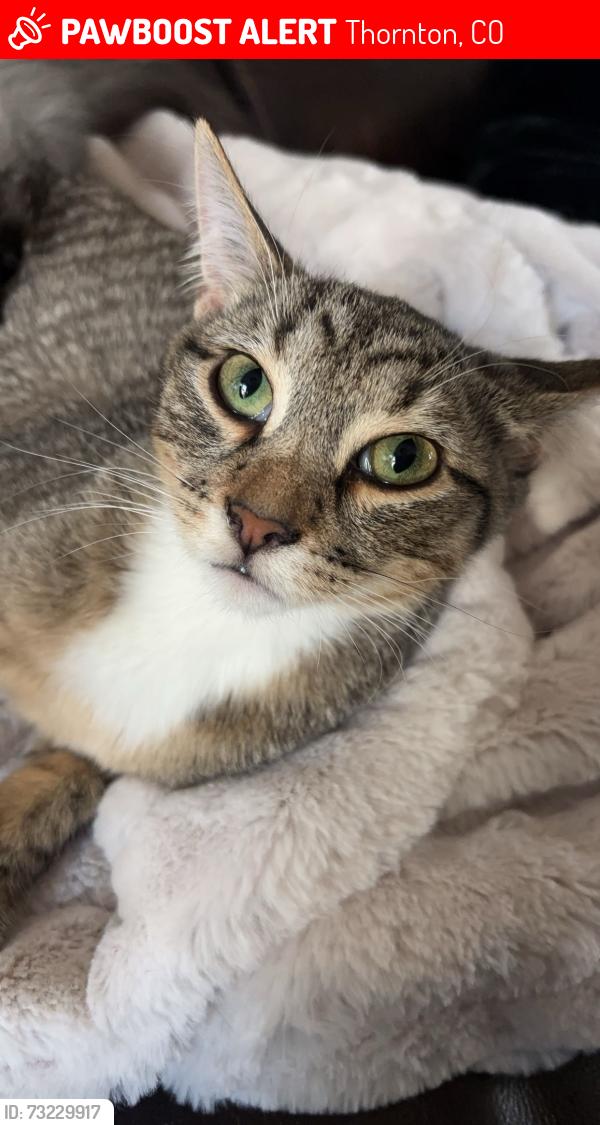 Lost Female Cat last seen 128th and Colorado, 128th and Bellaire, Thornton, CO 80602