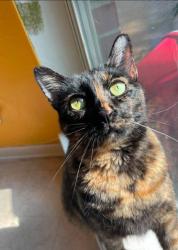 Lost Female Cat last seen ests Section in Imperial Oaks Subdivision, Conroe, TX 77385