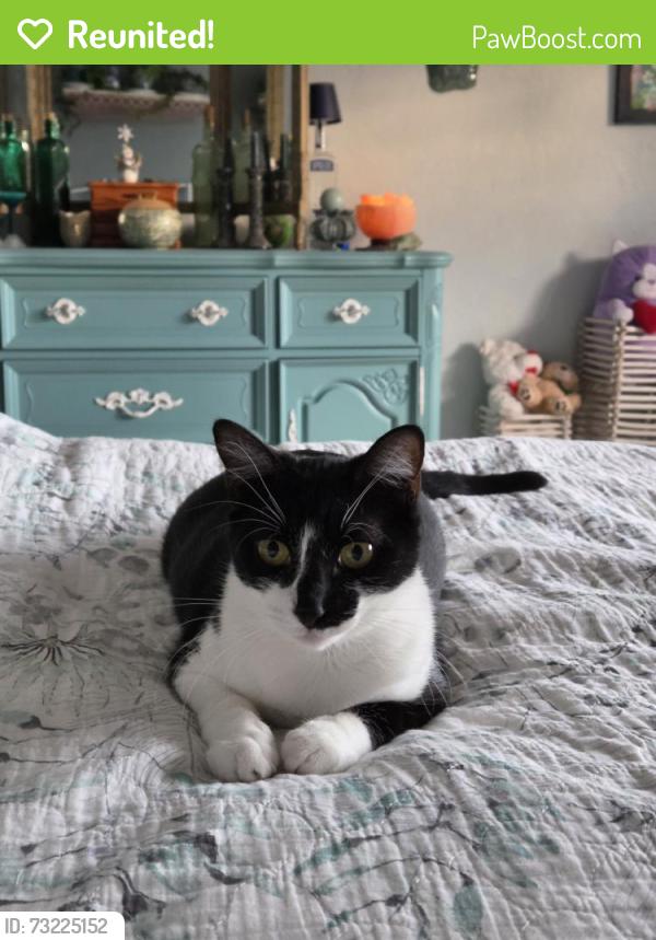 Reunited Female Cat last seen Near Pinewoods Cir, Naples, FL 34105, USA, Naples, FL 34105