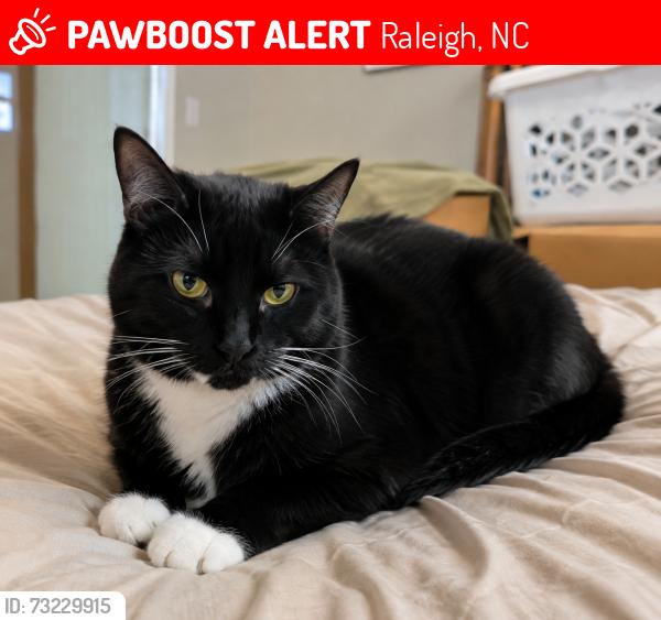 Lost Male Cat last seen Leesville and sycamore near first tee, Raleigh, NC 27613
