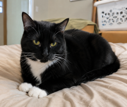 Lost Male Cat last seen Leesville and sycamore near first tee, Raleigh, NC 27613