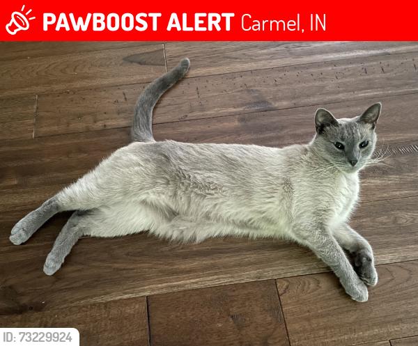 Lost Male Cat last seen Braewick & Brunswick, Carmel, IN 46033
