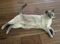Lost Male Cat last seen Braewick & Brunswick, Carmel, IN 46033