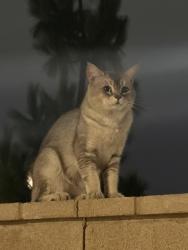 Found/Stray Unknown Cat last seen Loon, Irvine, CA 92618