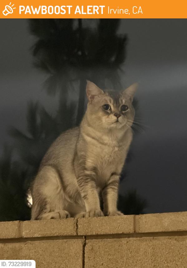 Found/Stray Unknown Cat last seen Loon, Irvine, CA 92618