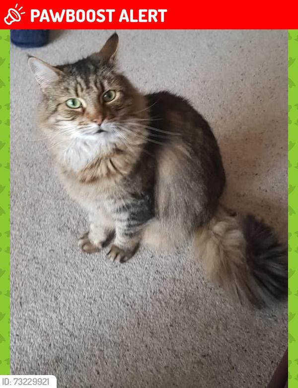 Lost Female Cat last seen Cranworth Street Stalybridge SK15 2NW, Greater Manchester, England 