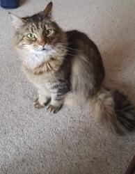 Lost Female Cat last seen Cranworth Street Stalybridge SK15 2NW, Greater Manchester, England 