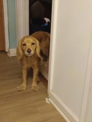 Lost Female Dog last seen Old bluff rd near congaree monument park, Hopkins, SC 29061