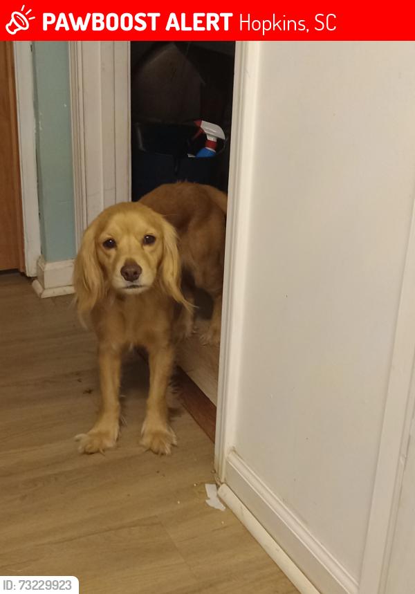 Lost Female Dog last seen Old bluff rd near congaree monument park, Hopkins, SC 29061