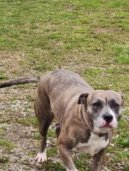 Lost Female Dog last seen Near holand lane and county hosp rd, Nashville, TN 37218
