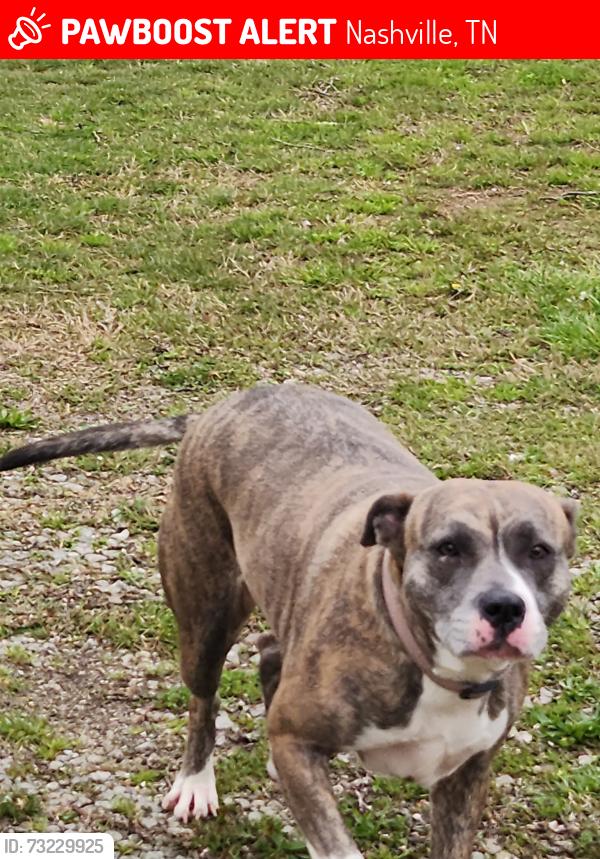 Lost Female Dog last seen Near holand lane and county hosp rd, Nashville, TN 37218
